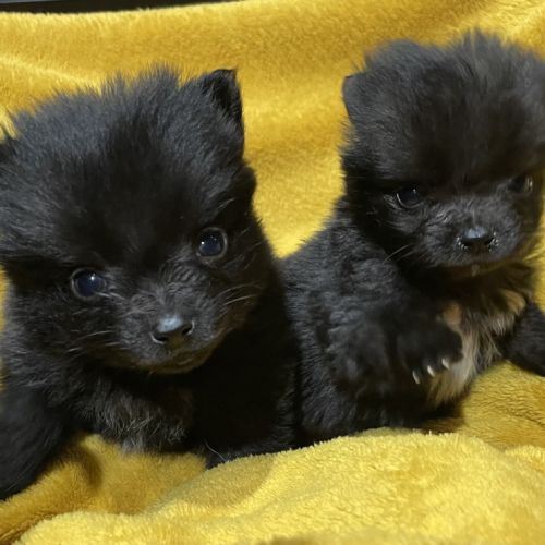 Chiots type spitz petit #1