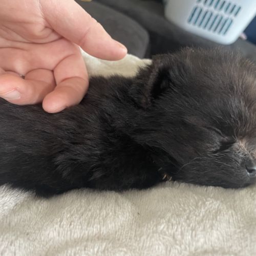 Chiots type spitz petit #2