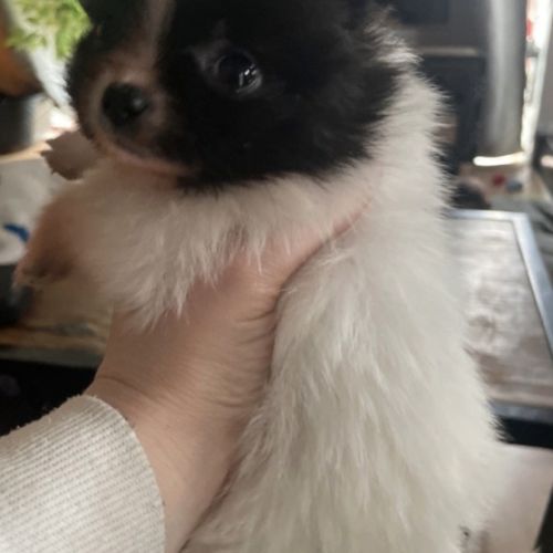 Chiots type spitz petit #3