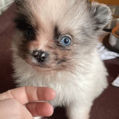 Chiots type spitz petit #5