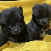 Chiots type spitz petit #1