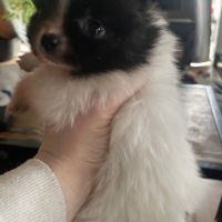 Chiots type spitz petit #3