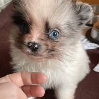 Chiots type spitz petit #5