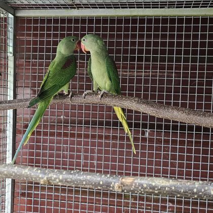 Couple perruche grand alexandre #1