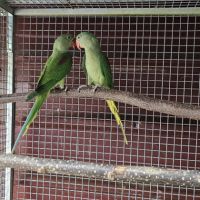 Couple perruche grand alexandre #1