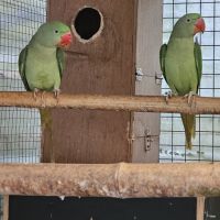 Couple perruche grand alexandre #3