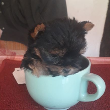 Magnifiques chiots yorkshire noir et feu #1