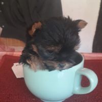 Magnifiques chiots yorkshire noir et feu #1