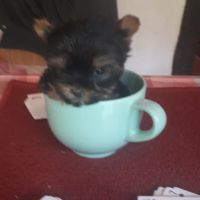 Magnifiques chiots yorkshire noir et feu #0