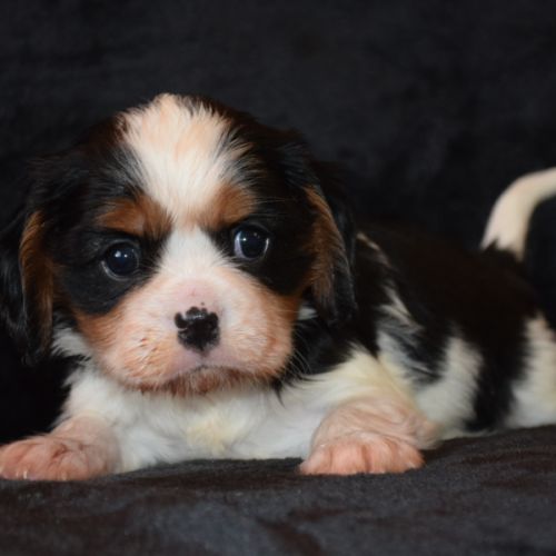 Magnifiques chiots cavalier king charles lof #1