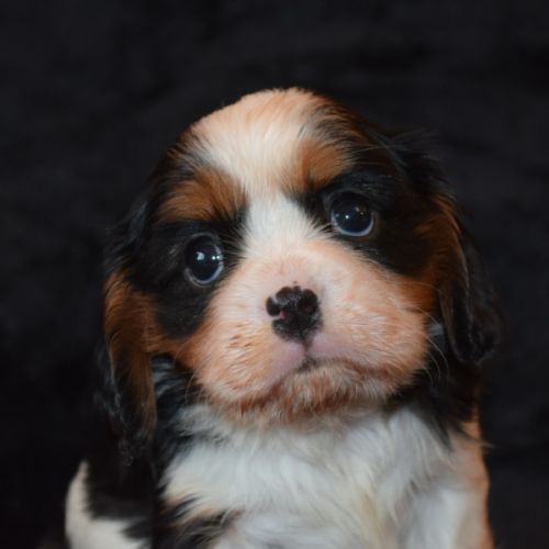 Magnifiques chiots cavalier king charles lof #2