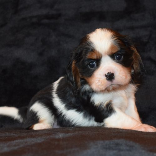 Magnifiques chiots cavalier king charles lof #3