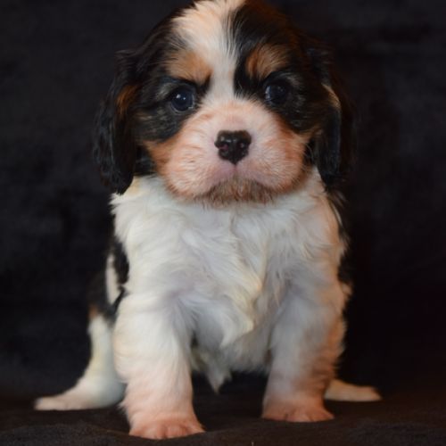 Magnifiques chiots cavalier king charles lof #4