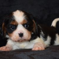 Magnifiques chiots cavalier king charles lof #1