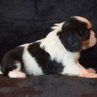 Magnifiques chiots cavalier king charles lof #5
