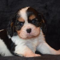 Magnifiques chiots cavalier king charles lof