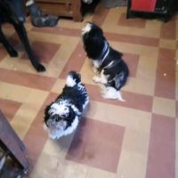 Disponible de suite 1 joli mâle d'apparence tzu