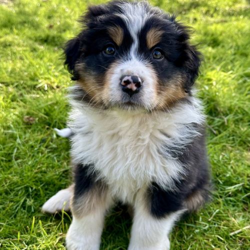 Chiots bergers australiens lof #2