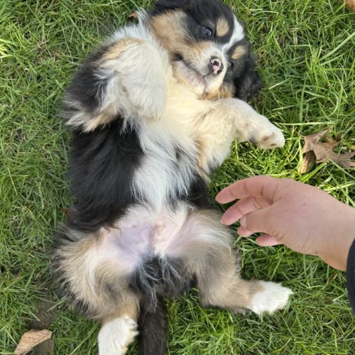 Chiots bergers australiens lof #4