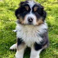 Chiots bergers australiens lof #2