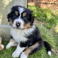 Chiots bergers australiens lof #3