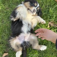 Chiots bergers australiens lof #4