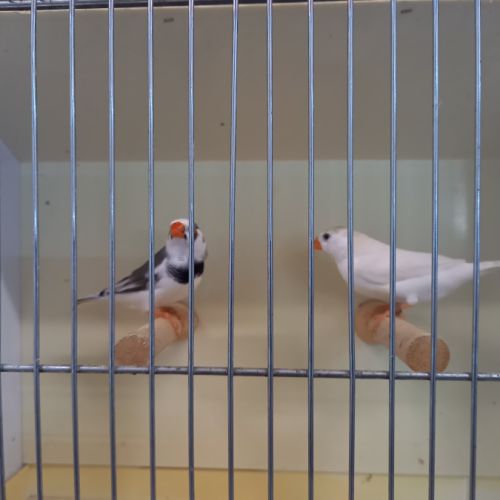 Diamants mandarins #2