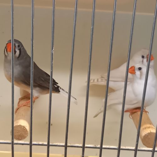 Diamants mandarins #3