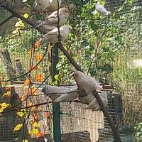 Diamants mandarins #0