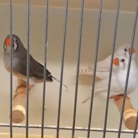 Diamants mandarins #3