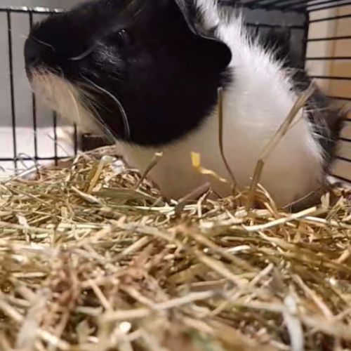 Bébé mâle cochon d'inde #1