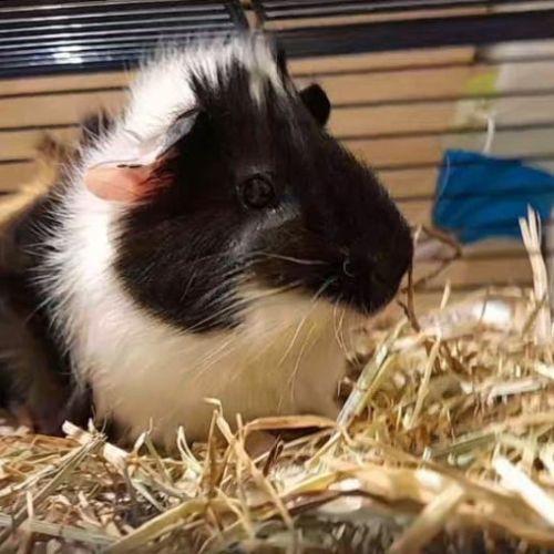 Bébé mâle cochon d'inde #3