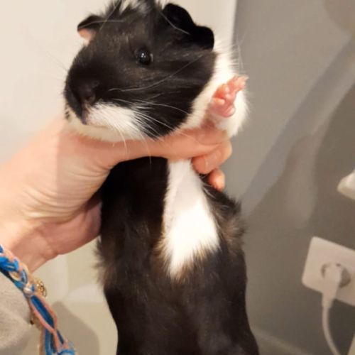 Bébé mâle cochon d'inde #4