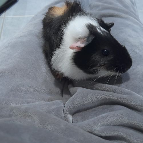 Bébé mâle cochon d'inde #5