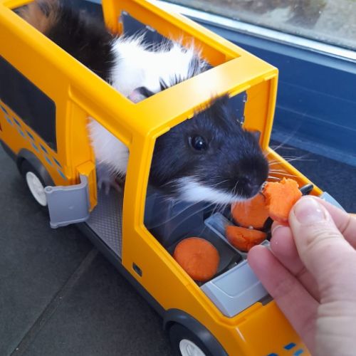 Bébé mâle cochon d'inde #7