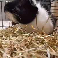 Bébé mâle cochon d'inde #1