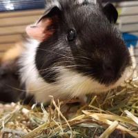 Bébé mâle cochon d'inde #2