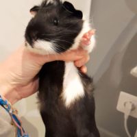 Bébé mâle cochon d'inde #4