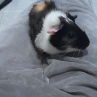 Bébé mâle cochon d'inde #5