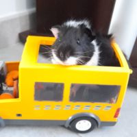 Bébé mâle cochon d'inde