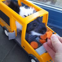 Bébé mâle cochon d'inde #7