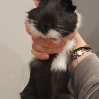 Bébé mâle cochon d'inde #8