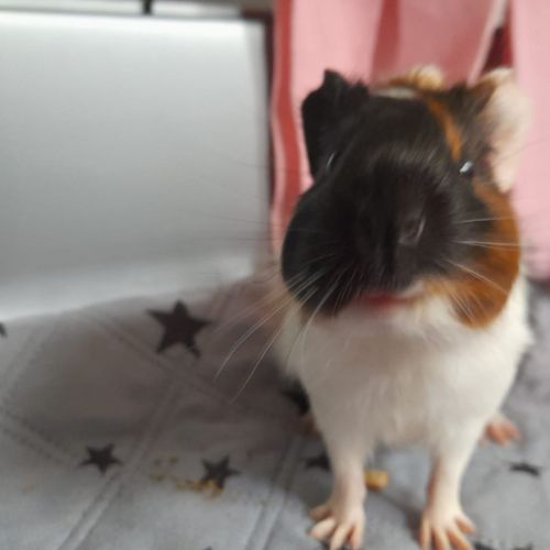 Bébé femelle cochon d'inde #1