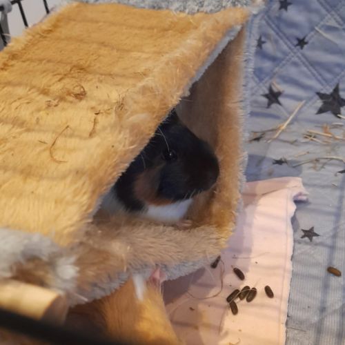 Bébé femelle cochon d'inde #4