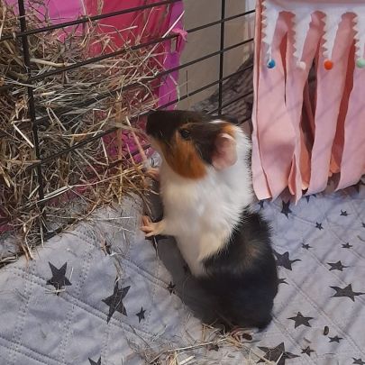 Bébé femelle cochon d'inde #5