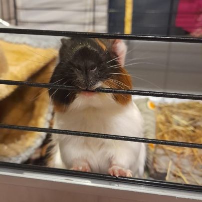 Bébé femelle cochon d'inde #8