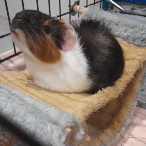 Bébé femelle cochon d'inde #9