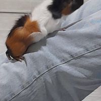 Bébé femelle cochon d'inde #2