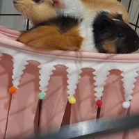 Bébé femelle cochon d'inde #3