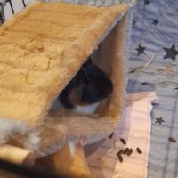 Bébé femelle cochon d'inde #4